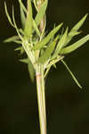 Lindheimer panicgrass